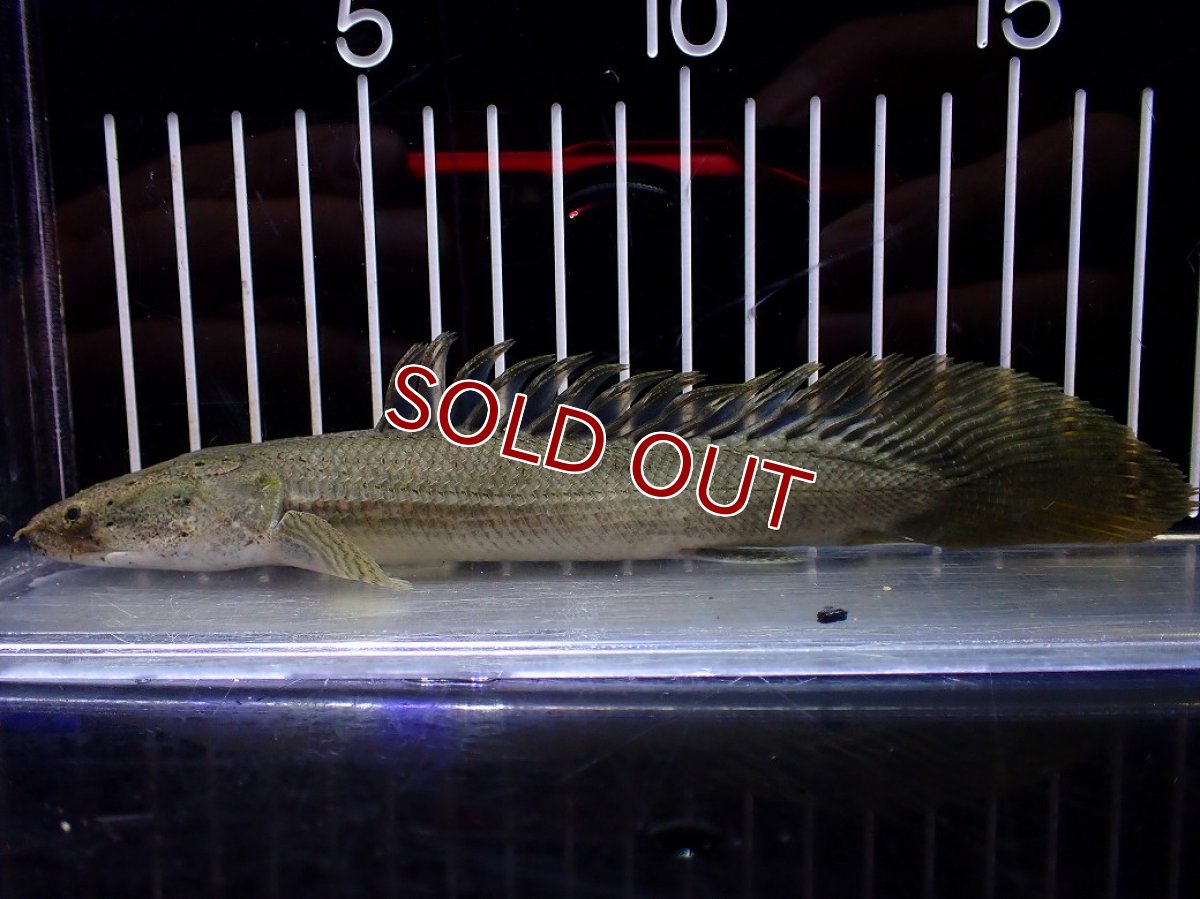 画像1: 【淡水魚】【通販】爆安期間限定 超激レア No2 ショートボディ ポリプテルス ラプラディ【個体販売】(±17cm)(大型魚)(生体)(熱帯魚)NKO (1)