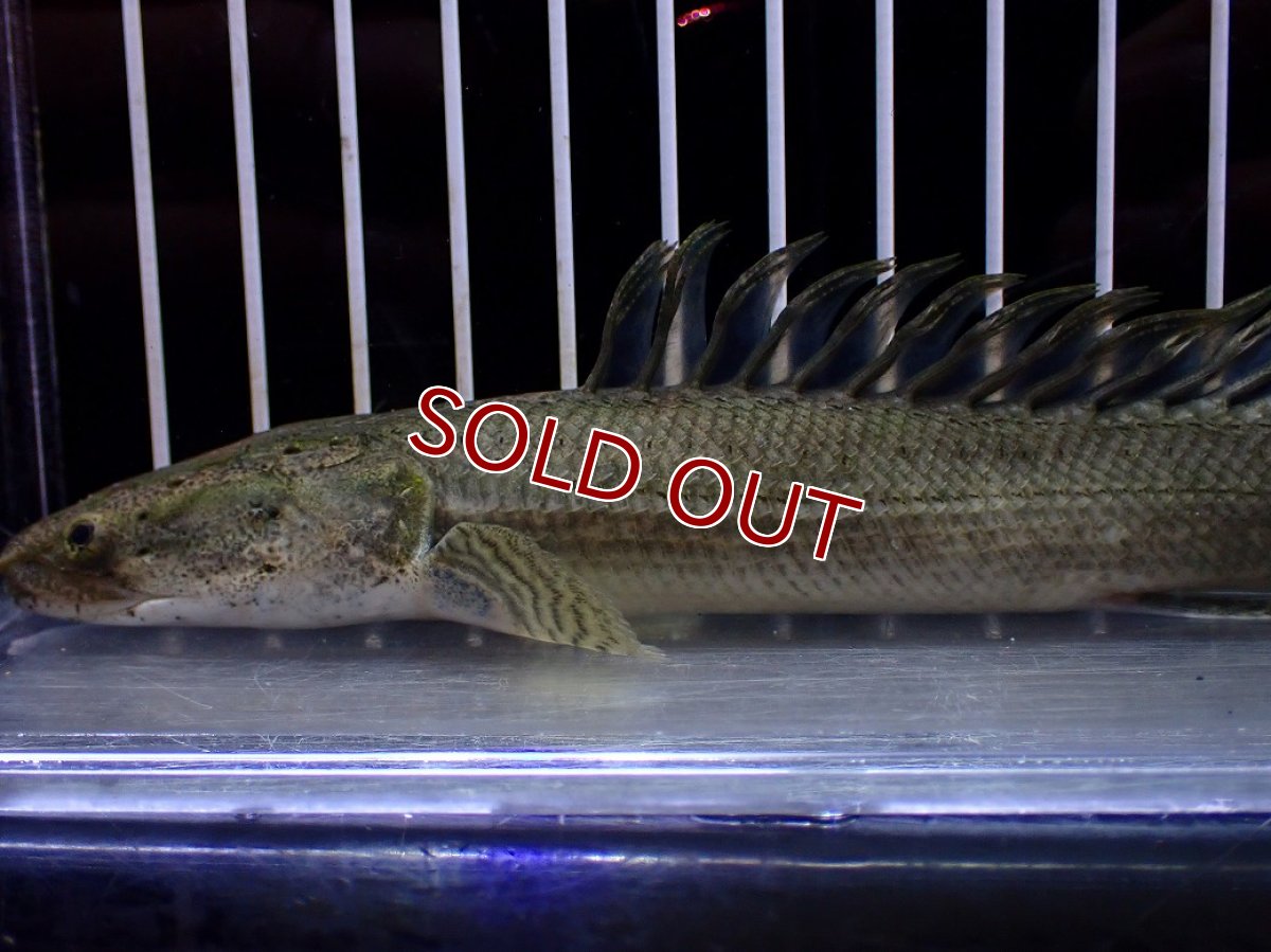 画像2: 【淡水魚】【通販】爆安期間限定 超激レア No2 ショートボディ ポリプテルス ラプラディ【個体販売】(±17cm)(大型魚)(生体)(熱帯魚)NKO (2)