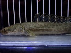 画像2: 【淡水魚】【通販】超激レア No2 ショートボディ ポリプテルス ラプラディ【個体販売】(±17cm)(大型魚)(生体)(熱帯魚)NKO (2)