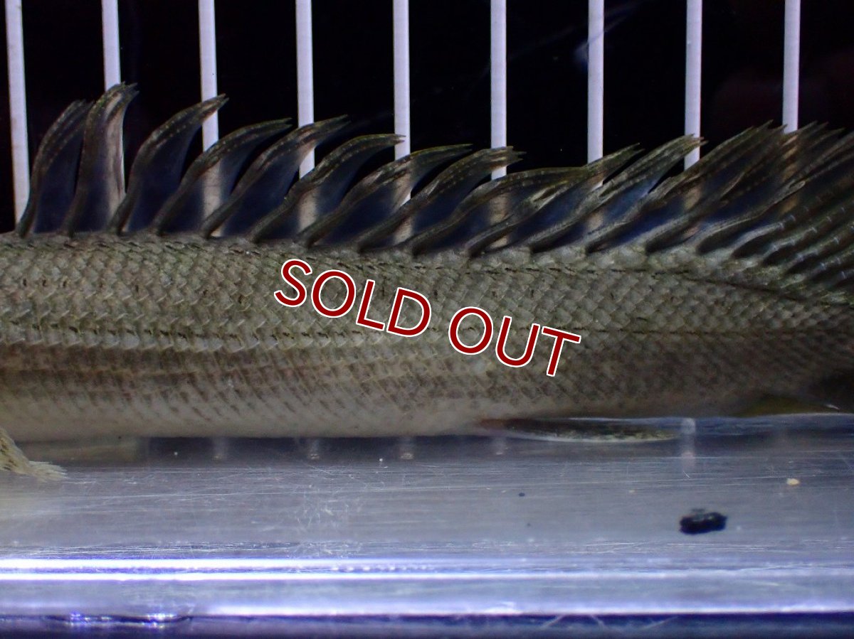 画像3: 【淡水魚】【通販】爆安期間限定 超激レア No2 ショートボディ ポリプテルス ラプラディ【個体販売】(±17cm)(大型魚)(生体)(熱帯魚)NKO (3)