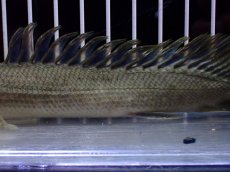 画像3: 【淡水魚】【通販】超激レア No2 ショートボディ ポリプテルス ラプラディ【個体販売】(±17cm)(大型魚)(生体)(熱帯魚)NKO (3)