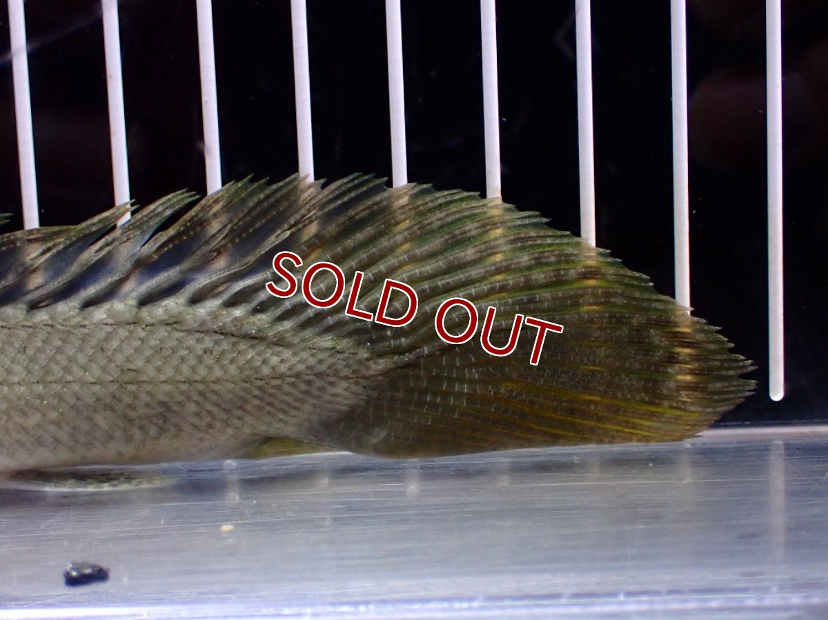 画像4: 【淡水魚】【通販】爆安期間限定 超激レア No2 ショートボディ ポリプテルス ラプラディ【個体販売】(±17cm)(大型魚)(生体)(熱帯魚)NKO (4)