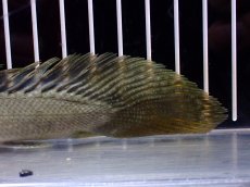 画像4: 【淡水魚】【通販】超激レア No2 ショートボディ ポリプテルス ラプラディ【個体販売】(±17cm)(大型魚)(生体)(熱帯魚)NKO (4)