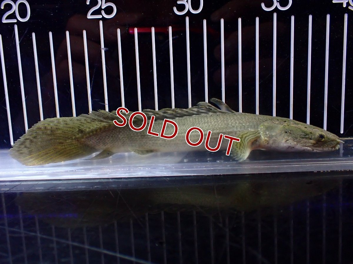 画像5: 【淡水魚】【通販】爆安期間限定 超激レア No2 ショートボディ ポリプテルス ラプラディ【個体販売】(±17cm)(大型魚)(生体)(熱帯魚)NKO (5)