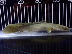 画像5: 【淡水魚】【通販】超激レア No2 ショートボディ ポリプテルス ラプラディ【個体販売】(±17cm)(大型魚)(生体)(熱帯魚)NKO (5)