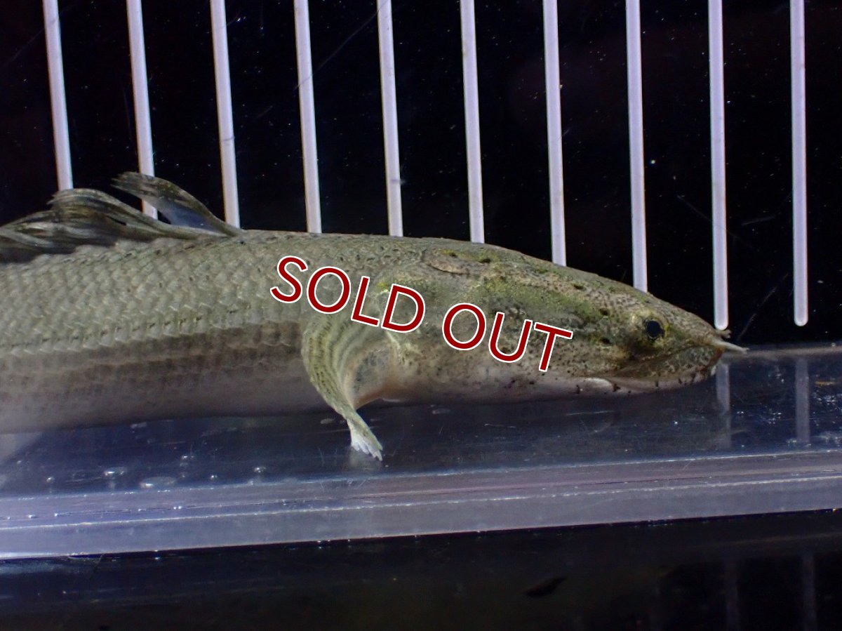 画像6: 【淡水魚】【通販】爆安期間限定 超激レア No2 ショートボディ ポリプテルス ラプラディ【個体販売】(±17cm)(大型魚)(生体)(熱帯魚)NKO (6)