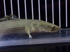 画像6: 【淡水魚】【通販】超激レア No2 ショートボディ ポリプテルス ラプラディ【個体販売】(±17cm)(大型魚)(生体)(熱帯魚)NKO (6)