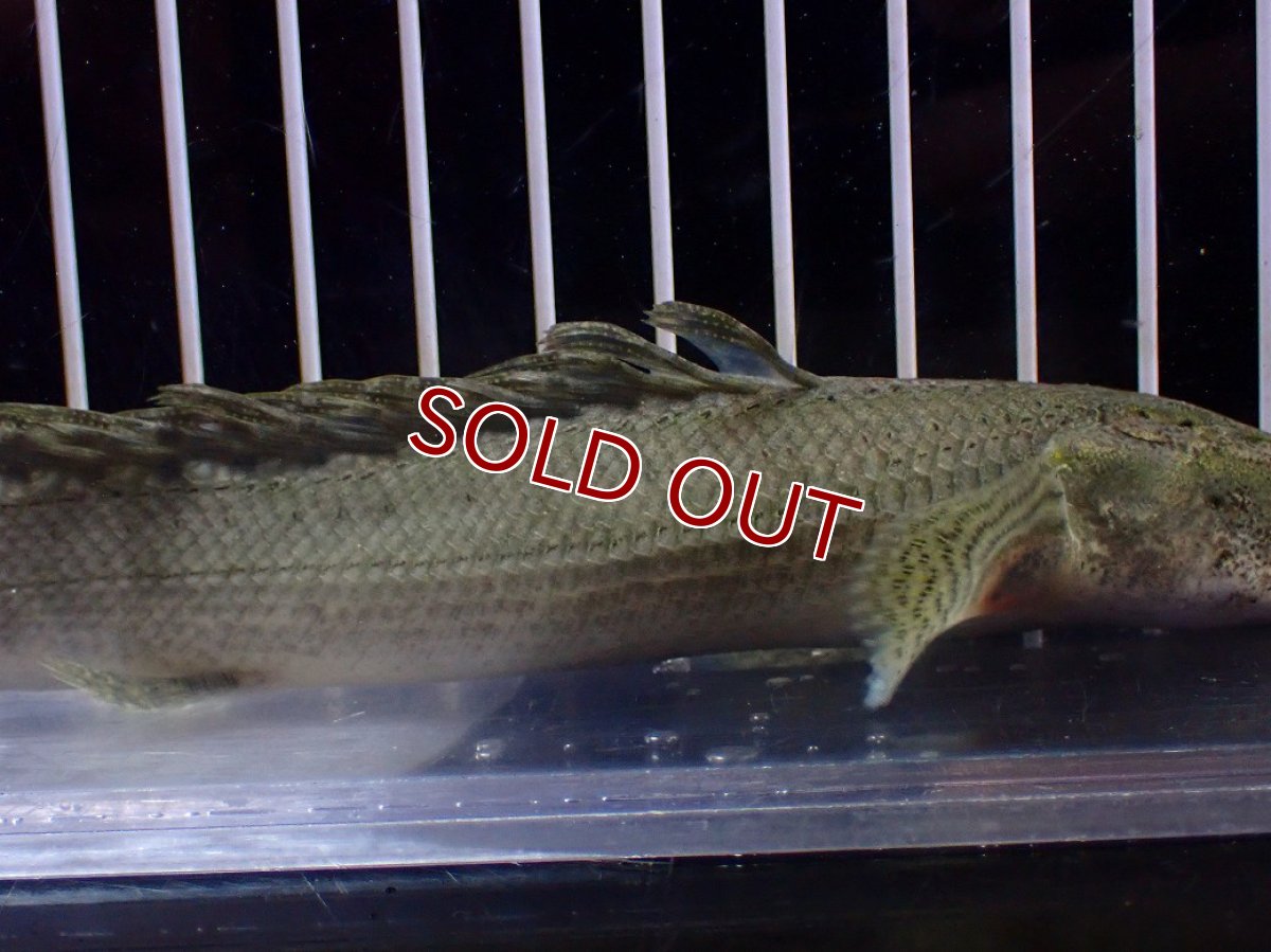 画像7: 【淡水魚】【通販】爆安期間限定 超激レア No2 ショートボディ ポリプテルス ラプラディ【個体販売】(±17cm)(大型魚)(生体)(熱帯魚)NKO (7)