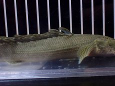 画像7: 【淡水魚】【通販】超激レア No2 ショートボディ ポリプテルス ラプラディ【個体販売】(±17cm)(大型魚)(生体)(熱帯魚)NKO (7)