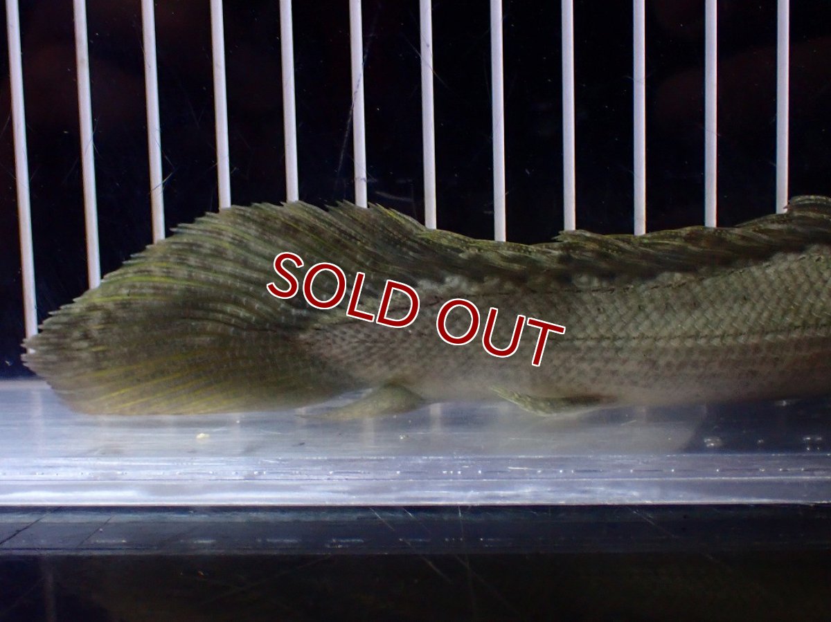 画像8: 【淡水魚】【通販】爆安期間限定 超激レア No2 ショートボディ ポリプテルス ラプラディ【個体販売】(±17cm)(大型魚)(生体)(熱帯魚)NKO (8)