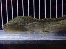 画像8: 【淡水魚】【通販】超激レア No2 ショートボディ ポリプテルス ラプラディ【個体販売】(±17cm)(大型魚)(生体)(熱帯魚)NKO (8)