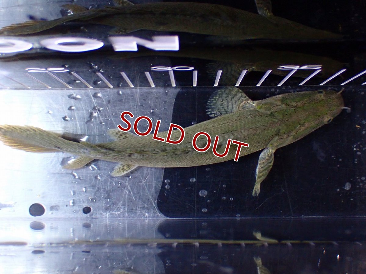 画像9: 【淡水魚】【通販】爆安期間限定 超激レア No2 ショートボディ ポリプテルス ラプラディ【個体販売】(±17cm)(大型魚)(生体)(熱帯魚)NKO (9)