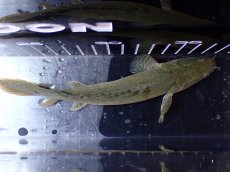 画像9: 【淡水魚】【通販】超激レア No2 ショートボディ ポリプテルス ラプラディ【個体販売】(±17cm)(大型魚)(生体)(熱帯魚)NKO (9)