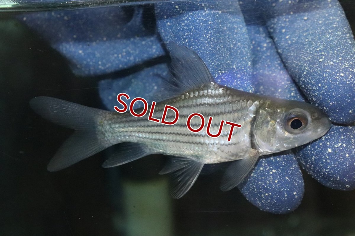 画像1: 【淡水魚】【通販】No1 ショートボディ タイガーバルブ【個体販売】(±10cm)(大型魚)(生体)(熱帯魚)NKO (1)