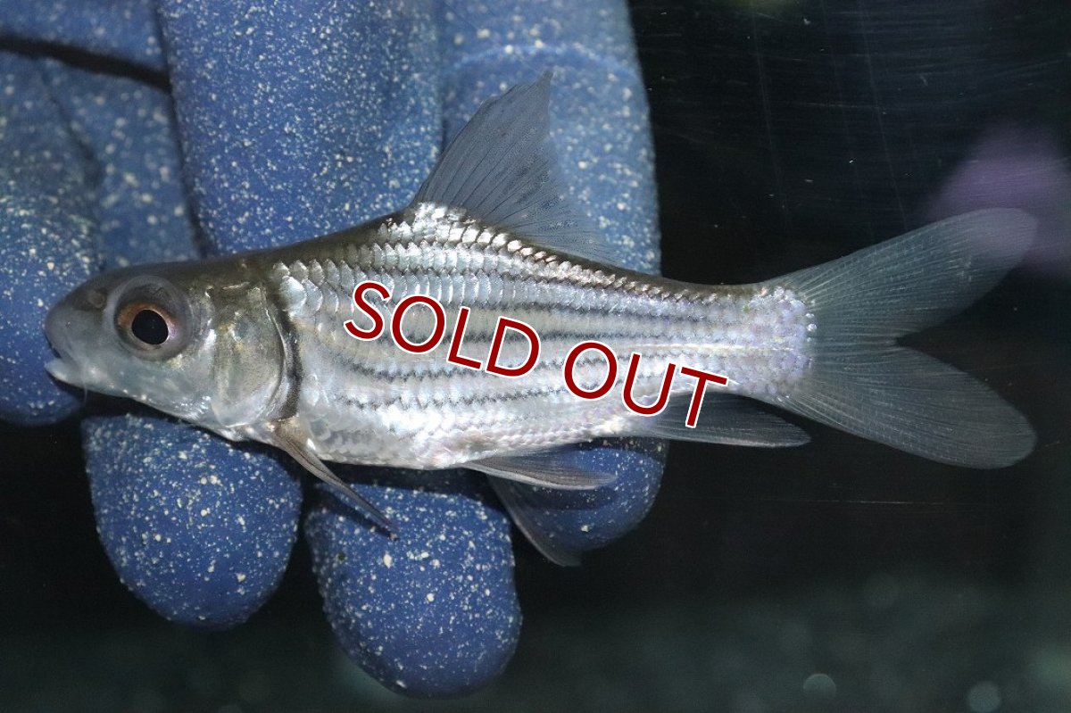 画像2: 【淡水魚】【通販】No1 ショートボディ タイガーバルブ【個体販売】(±10cm)(大型魚)(生体)(熱帯魚)NKO (2)