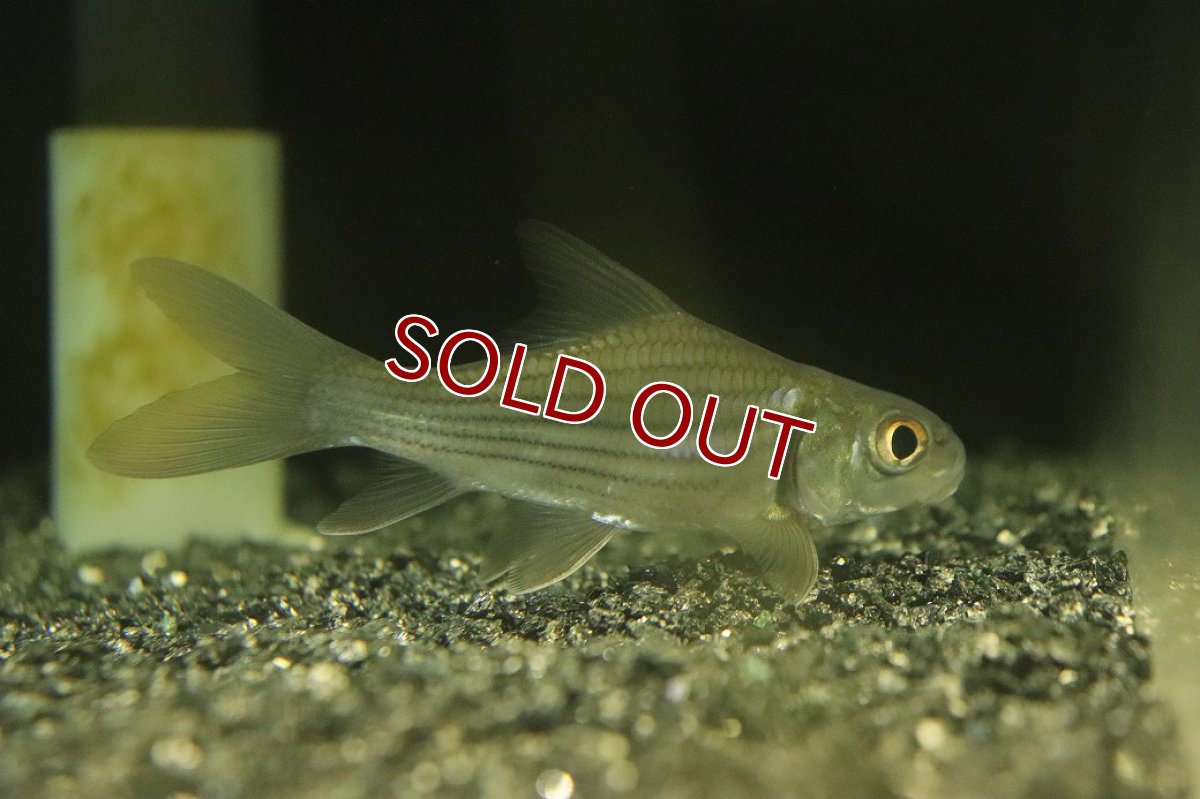 画像1: 【淡水魚】【通販】No2 ショートボディ タイガーバルブ【個体販売】(±10cm)(大型魚)(生体)(熱帯魚)NKO (1)