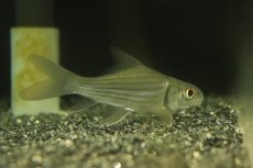 画像1: 【淡水魚】【通販】特価 No2 ショートボディ タイガーバルブ【個体販売】(±10cm)(大型魚)(生体)(熱帯魚)NKO (1)