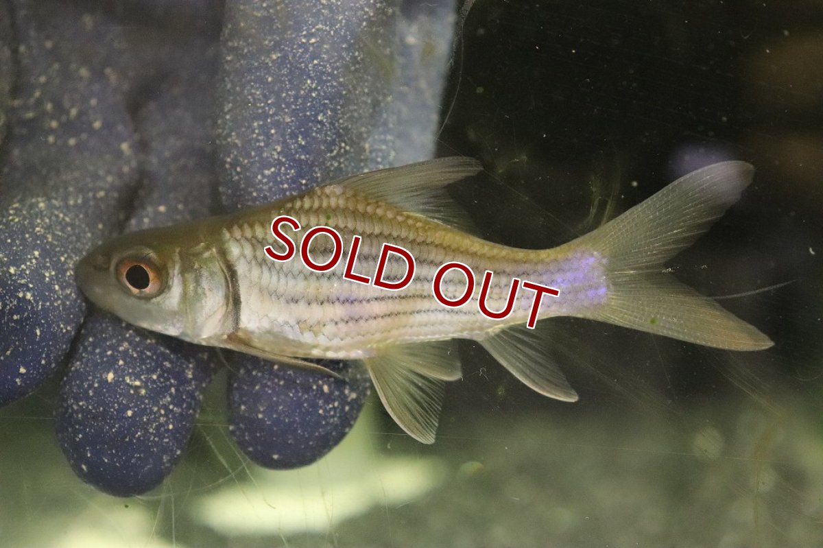 画像2: 【淡水魚】【通販】No2 ショートボディ タイガーバルブ【個体販売】(±10cm)(大型魚)(生体)(熱帯魚)NKO (2)