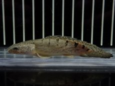 画像1: 【淡水魚】【通販】激レア ショートボディ バンドレス ポリプテルス デルヘジィ【個体販売】(±9cm)(大型魚)(生体)(熱帯魚)NKO (1)