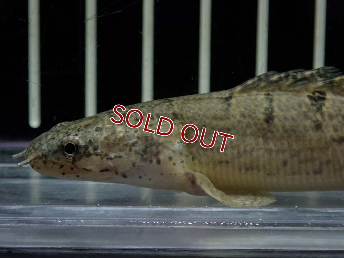 画像2: 【淡水魚】【通販】爆安期間限定 激レア ショートボディ バンドレス ポリプテルス デルヘジィ【個体販売】(±9cm)(大型魚)(生体)(熱帯魚)NKO (2)