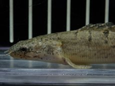 画像2: 【淡水魚】【通販】激レア ショートボディ バンドレス ポリプテルス デルヘジィ【個体販売】(±9cm)(大型魚)(生体)(熱帯魚)NKO (2)