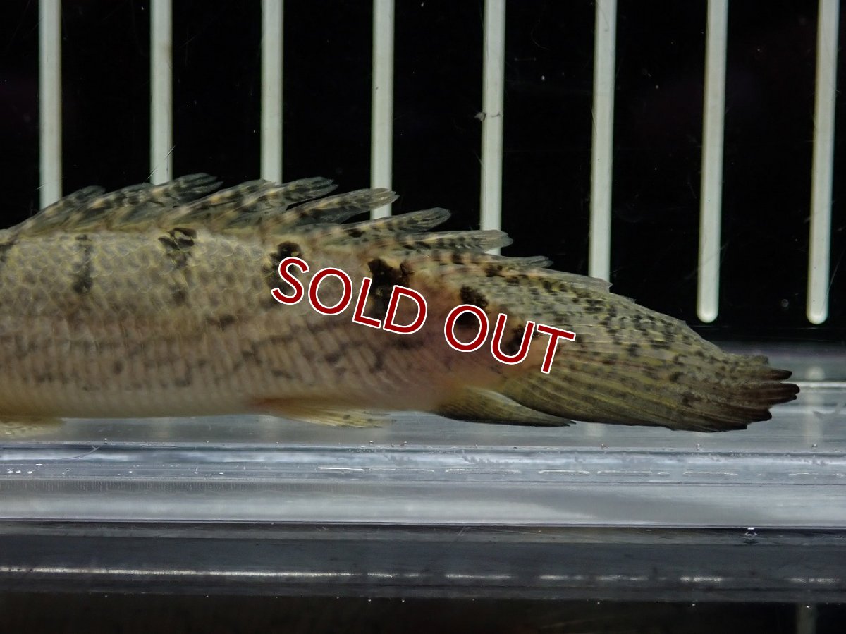 画像3: 【淡水魚】【通販】爆安期間限定 激レア ショートボディ バンドレス ポリプテルス デルヘジィ【個体販売】(±9cm)(大型魚)(生体)(熱帯魚)NKO (3)