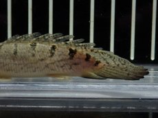 画像3: 【淡水魚】【通販】激レア ショートボディ バンドレス ポリプテルス デルヘジィ【個体販売】(±9cm)(大型魚)(生体)(熱帯魚)NKO (3)