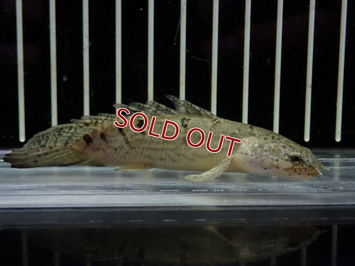 画像4: 【淡水魚】【通販】爆安期間限定 激レア ショートボディ バンドレス ポリプテルス デルヘジィ【個体販売】(±9cm)(大型魚)(生体)(熱帯魚)NKO (4)