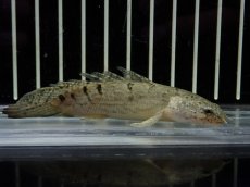 画像4: 【淡水魚】【通販】激レア ショートボディ バンドレス ポリプテルス デルヘジィ【個体販売】(±9cm)(大型魚)(生体)(熱帯魚)NKO (4)
