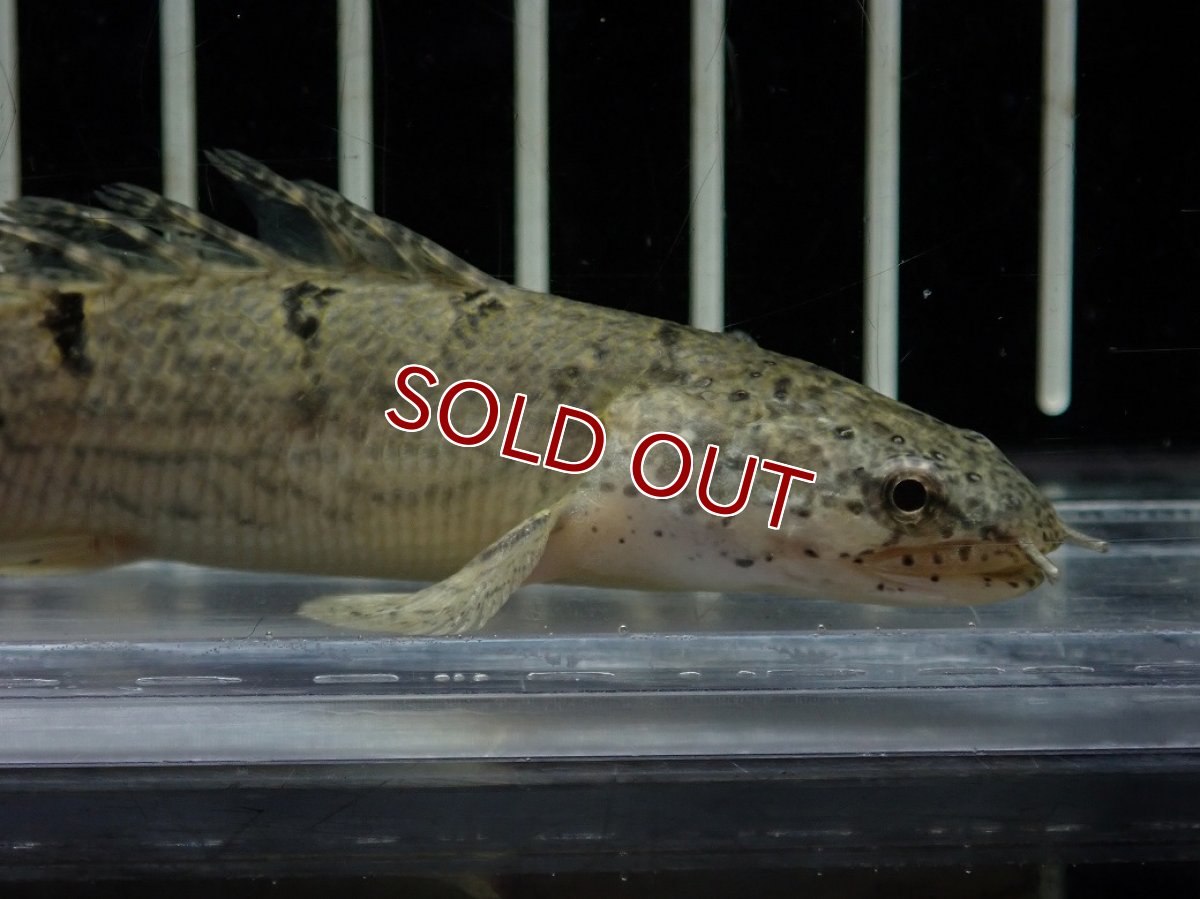 画像5: 【淡水魚】【通販】爆安期間限定 激レア ショートボディ バンドレス ポリプテルス デルヘジィ【個体販売】(±9cm)(大型魚)(生体)(熱帯魚)NKO (5)