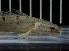 画像5: 【淡水魚】【通販】激レア ショートボディ バンドレス ポリプテルス デルヘジィ【個体販売】(±9cm)(大型魚)(生体)(熱帯魚)NKO (5)