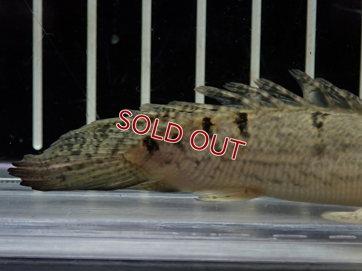 画像6: 【淡水魚】【通販】爆安期間限定 激レア ショートボディ バンドレス ポリプテルス デルヘジィ【個体販売】(±9cm)(大型魚)(生体)(熱帯魚)NKO (6)