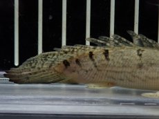 画像6: 【淡水魚】【通販】激レア ショートボディ バンドレス ポリプテルス デルヘジィ【個体販売】(±9cm)(大型魚)(生体)(熱帯魚)NKO (6)