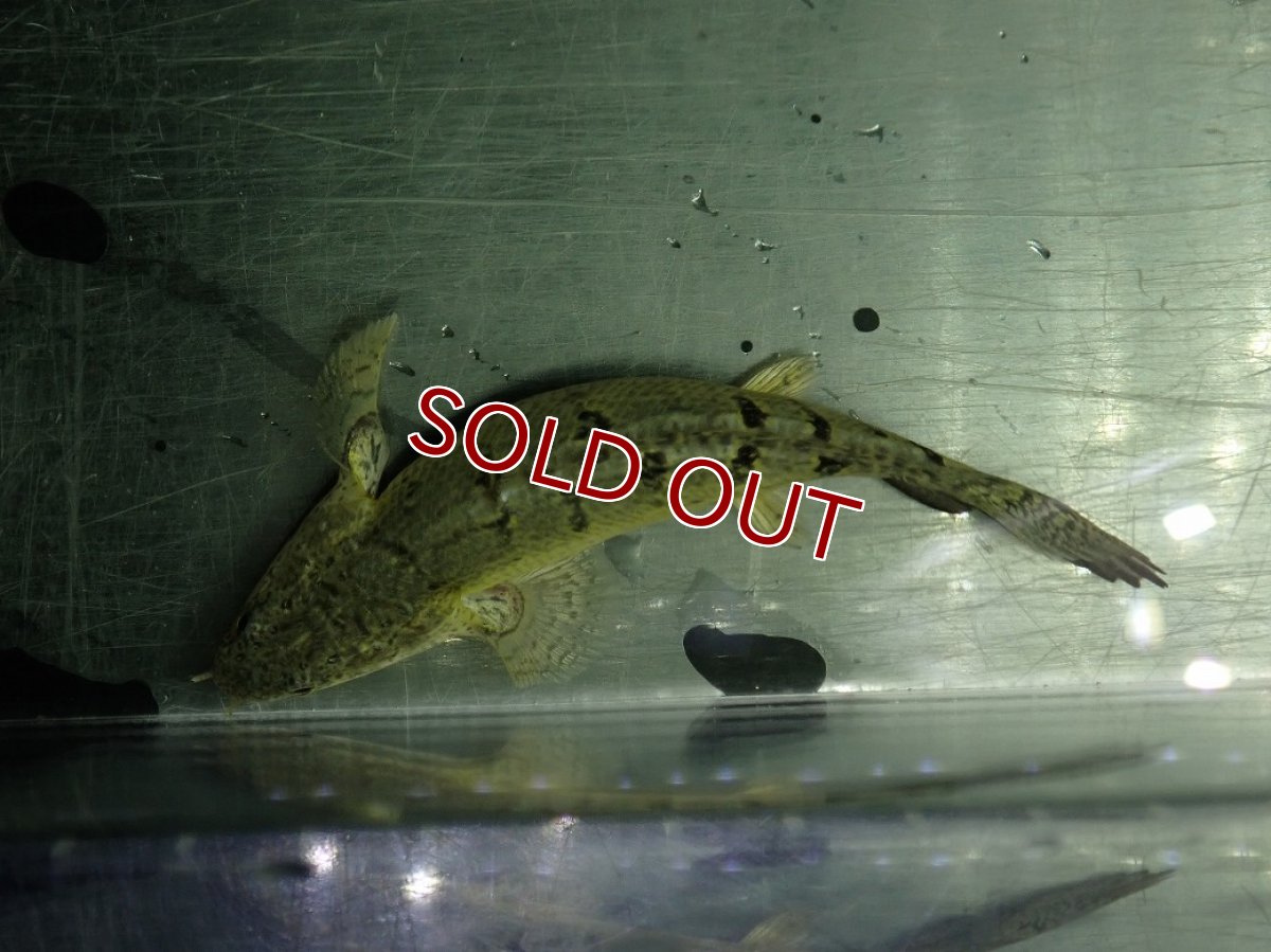 画像7: 【淡水魚】【通販】爆安期間限定 激レア ショートボディ バンドレス ポリプテルス デルヘジィ【個体販売】(±9cm)(大型魚)(生体)(熱帯魚)NKO (7)