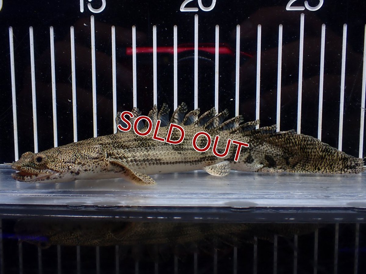 画像1: 【淡水魚】【通販】激安 ショートボディ ポリプテルス エンドリケリー【個体販売】(±15cm)(大型魚)(生体)(熱帯魚)NKO (1)