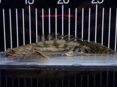 画像1: 【淡水魚】【通販】激安 ショートボディ ポリプテルス エンドリケリー【個体販売】(±15cm)(大型魚)(生体)(熱帯魚)NKO (1)