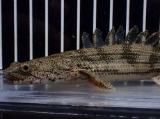 画像2: 【淡水魚】【通販】激安 ショートボディ ポリプテルス エンドリケリー【個体販売】(±15cm)(大型魚)(生体)(熱帯魚)NKO (2)