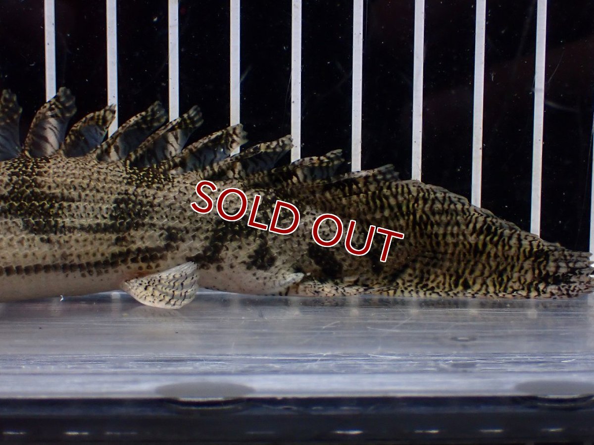 画像3: 【淡水魚】【通販】激安 ショートボディ ポリプテルス エンドリケリー【個体販売】(±15cm)(大型魚)(生体)(熱帯魚)NKO (3)