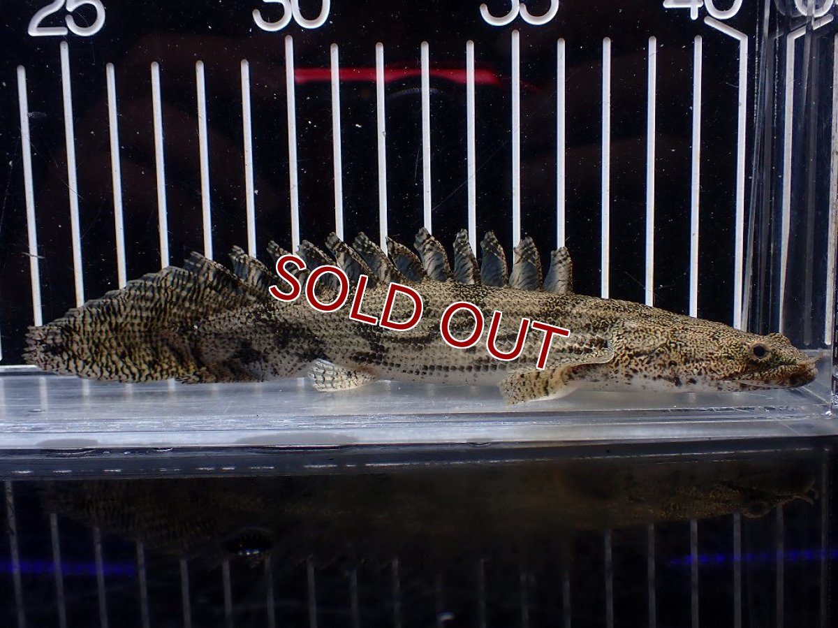 画像4: 【淡水魚】【通販】激安 ショートボディ ポリプテルス エンドリケリー【個体販売】(±15cm)(大型魚)(生体)(熱帯魚)NKO (4)