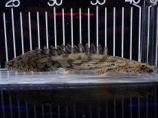 画像4: 【淡水魚】【通販】激安 ショートボディ ポリプテルス エンドリケリー【個体販売】(±15cm)(大型魚)(生体)(熱帯魚)NKO (4)