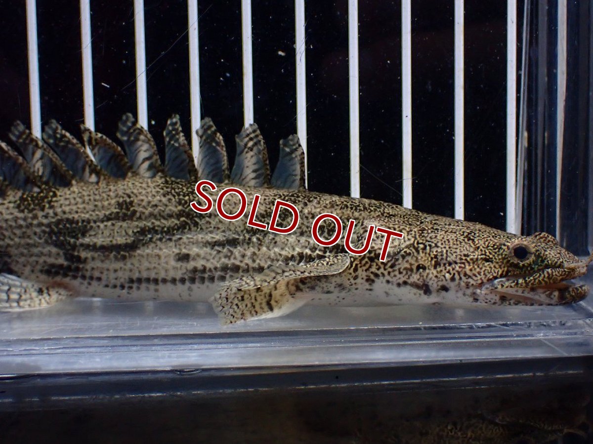 画像5: 【淡水魚】【通販】激安 ショートボディ ポリプテルス エンドリケリー【個体販売】(±15cm)(大型魚)(生体)(熱帯魚)NKO (5)