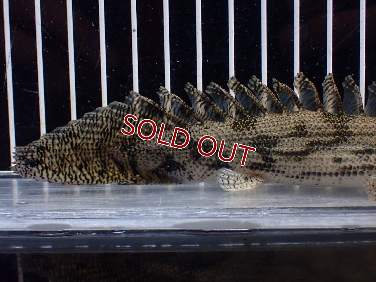 画像6: 【淡水魚】【通販】激安 ショートボディ ポリプテルス エンドリケリー【個体販売】(±15cm)(大型魚)(生体)(熱帯魚)NKO (6)