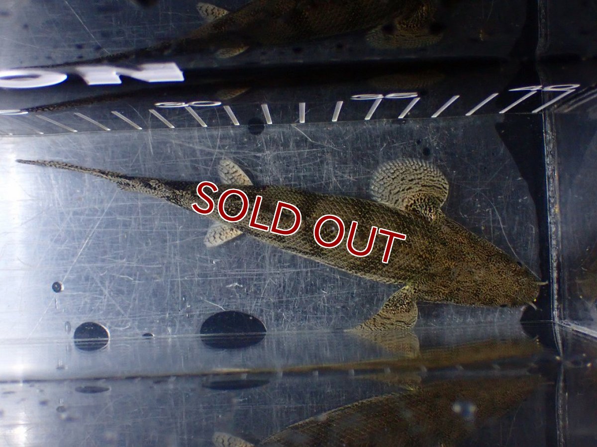 画像7: 【淡水魚】【通販】激安 ショートボディ ポリプテルス エンドリケリー【個体販売】(±15cm)(大型魚)(生体)(熱帯魚)NKO (7)