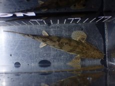 画像7: 【淡水魚】【通販】激安 ショートボディ ポリプテルス エンドリケリー【個体販売】(±15cm)(大型魚)(生体)(熱帯魚)NKO (7)
