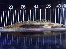 画像1: 【淡水魚】【通販】爆安 No1 ロングフィン ポリプテルス エンドリケリー【個体販売】(±22cm)(大型魚)(生体)(熱帯魚)NKO (1)