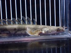 画像2: 【淡水魚】【通販】爆安 No1 ロングフィン ポリプテルス エンドリケリー【個体販売】(±22cm)(大型魚)(生体)(熱帯魚)NKO (2)