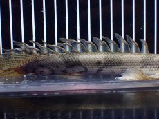 画像3: 【淡水魚】【通販】爆安 No1 ロングフィン ポリプテルス エンドリケリー【個体販売】(±22cm)(大型魚)(生体)(熱帯魚)NKO (3)