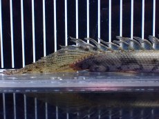 画像4: 【淡水魚】【通販】爆安 No1 ロングフィン ポリプテルス エンドリケリー【個体販売】(±22cm)(大型魚)(生体)(熱帯魚)NKO (4)