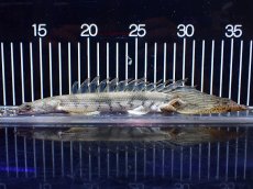 画像5: 【淡水魚】【通販】爆安 No1 ロングフィン ポリプテルス エンドリケリー【個体販売】(±22cm)(大型魚)(生体)(熱帯魚)NKO (5)