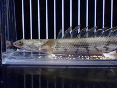 画像6: 【淡水魚】【通販】爆安 No1 ロングフィン ポリプテルス エンドリケリー【個体販売】(±22cm)(大型魚)(生体)(熱帯魚)NKO (6)